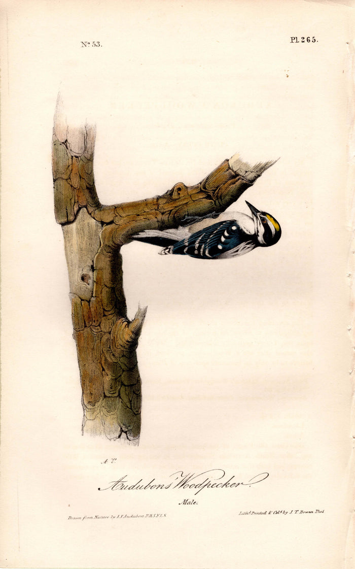 Audubon's Woodpecker