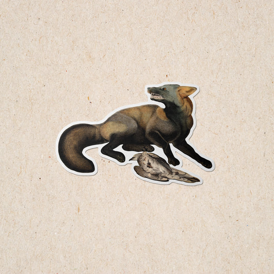 American Red Fox