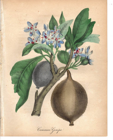 Common Genipa (1851)