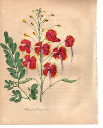 China Poinciana (1851)