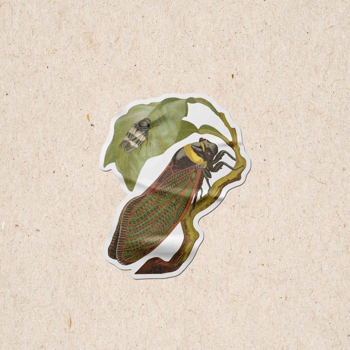 Cicada Sticker