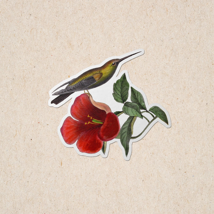 Mango Hummingbird Sticker