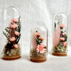 CA Studio – Mini Terrariums
