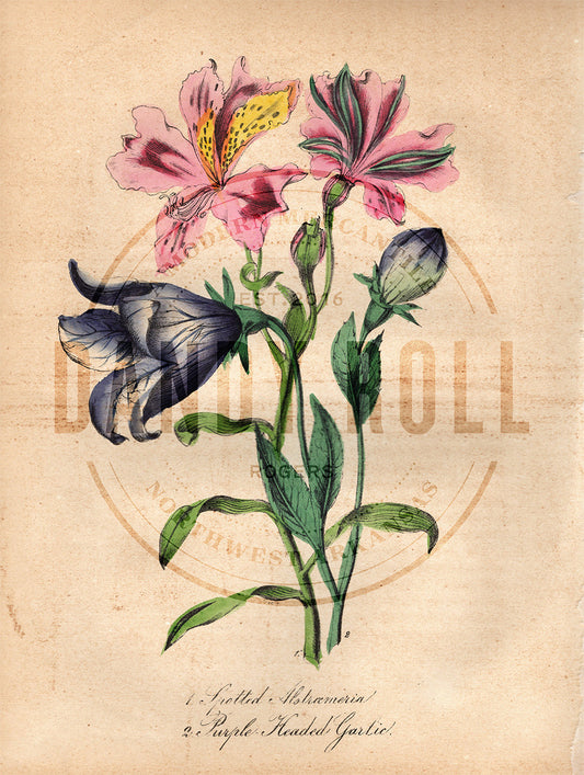 Spotted Alstroemeria/Purple Headed Garlic (1851)