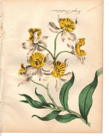 Fringed Dendrobium (1851)