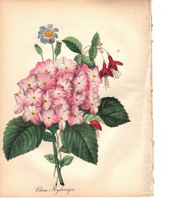 China Hydrangea (1851)