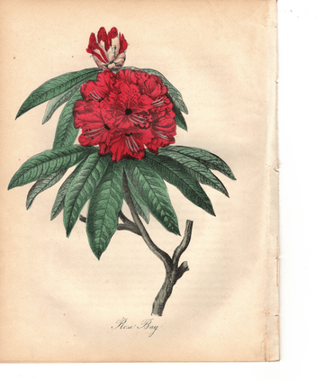 Rose Bay (1851)
