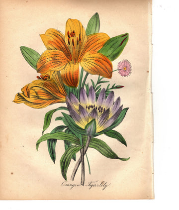 Orange Tiger Lily (1851)