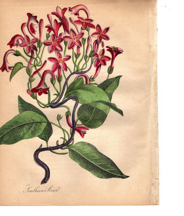 Southern Sorrel (1851)