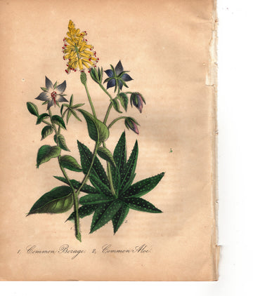 Common Borage/Common Aloe (1851)