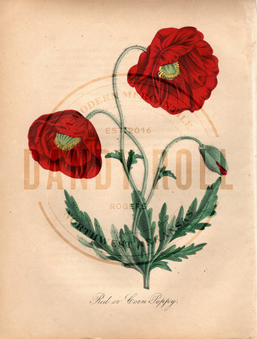 Corn Poppy (1851)