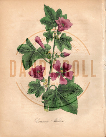 Common Mallow (1851)