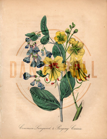 Lungwort/Purging Cassia (1851)