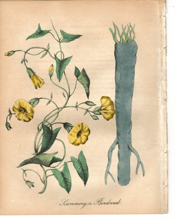 Scammony and Bindweed (1851)