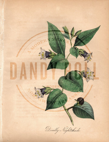 Deadly Nightshade (1851)