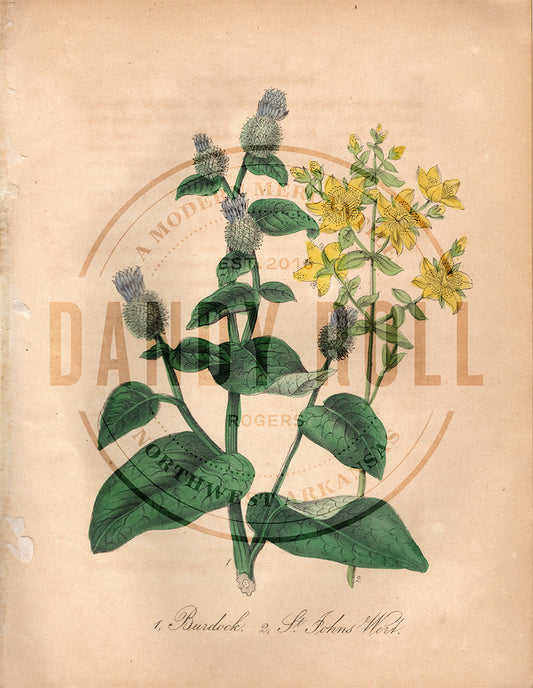 Burdock/St. John's Wort (1851)