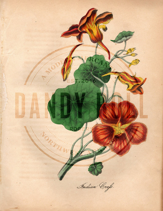 Indian Cress (1851)