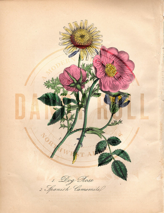Dog Rose/Spanish Camomile (1851)