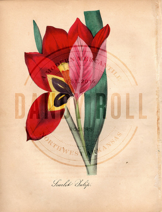 Scarlet Tulip (1851)