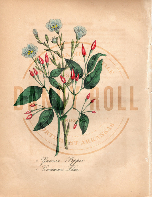 Guinea Pepper/Common Flax (1851)