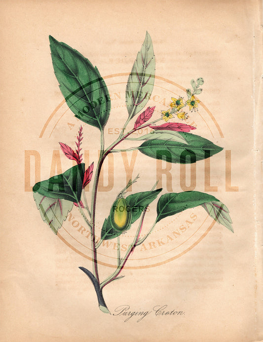 Purging Croton (1851)