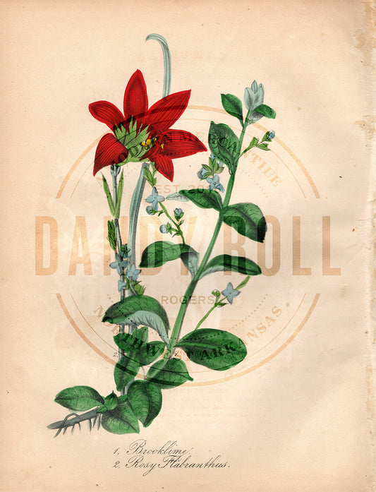 Brookline/Rosy Flabranthus (1851)