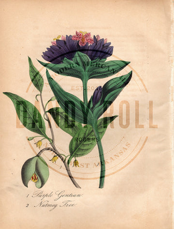 Purple Gentian/Nutmeg Tree (1851)