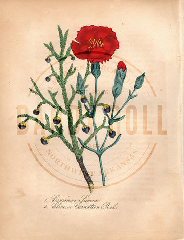 Common Savine/Carnation (1851)