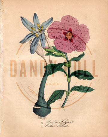 Meadow Saffron/Creatn Cistus (1851)