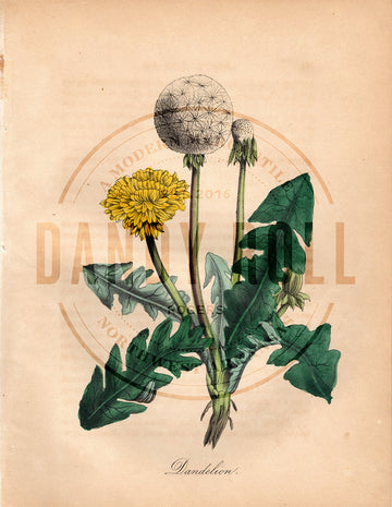 Dandelion (1851)