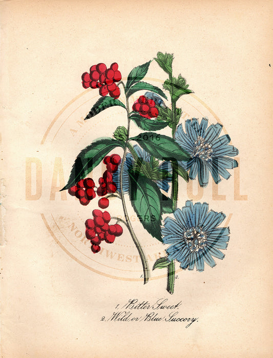 Bitter Sweet/Wild Succory (1851)