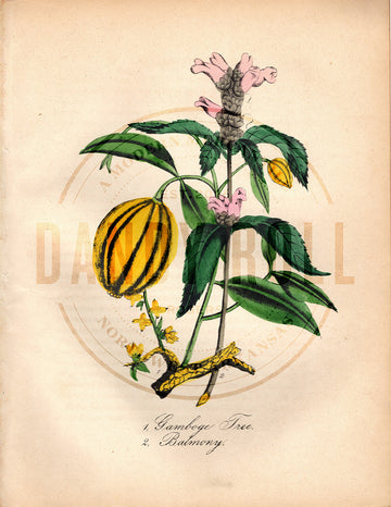 Gamboge Tree/Balmony (1851)
