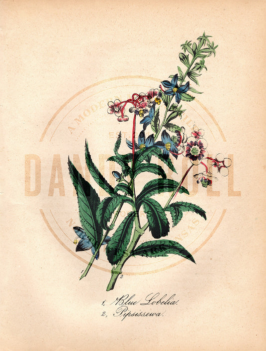 Blue Lobelia/Pipsissewa (1851)