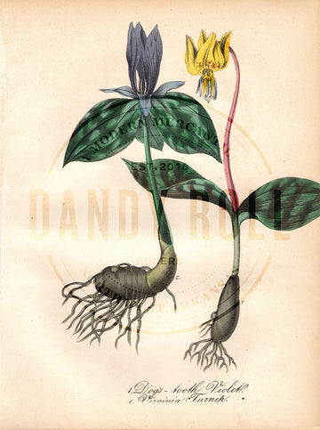 Dogs-tooth Violet/Virginia Turnip (1851)