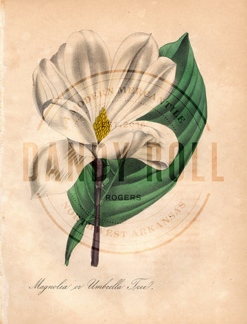 Magnolia (1851)
