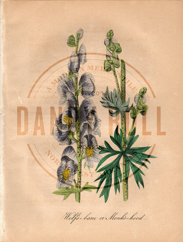 Wolf's Bane/Monk's Hood (1851)