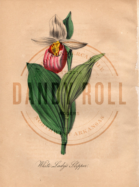 White Lady's Slipper (1851)