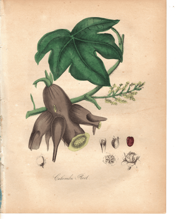Calumba Root (1851)