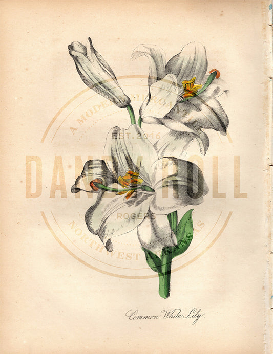 White Lily (1851)