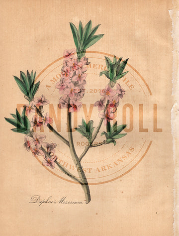 Daphne Mexereum (1851)