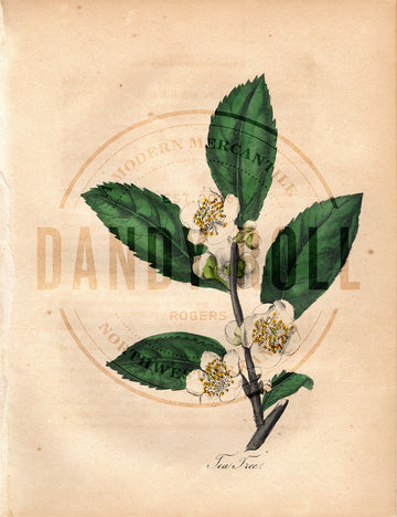 Tea Tree (1851)