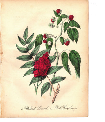 Upland Sumach and Red Raspberry (1851)