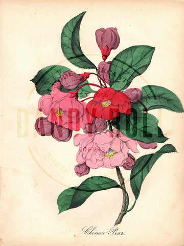 Chinese Pear (1851)