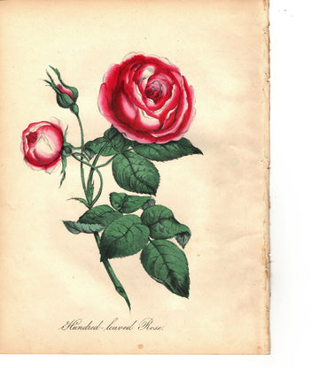 Hundred-leaved Rose (1851)