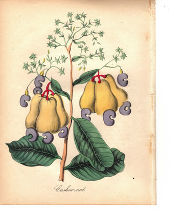 Cashew-nut (1851)
