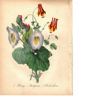 Horny Martynia and Columbine (1851)