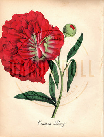 Common Peony (1851)