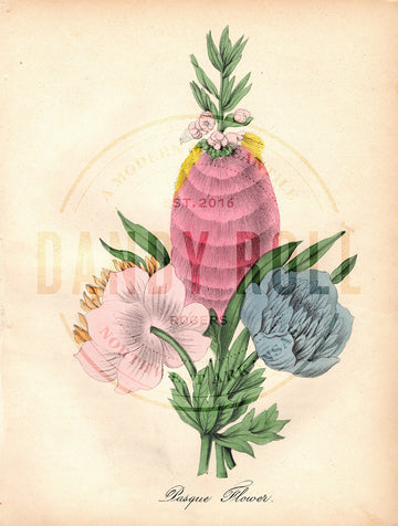 Pasqueflower (1851)