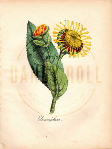 Elecampane (1851)