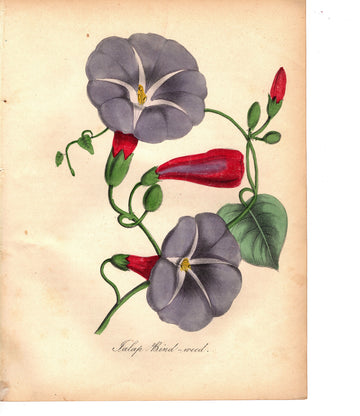 Salap Bind-weed (1851)